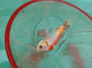 鱼缸的鱼陆续死亡是什么原因 鱼缸里的鱼沉底是什么原因