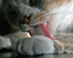 猫的舌头为什么有刺 为什么猫舌头有刺