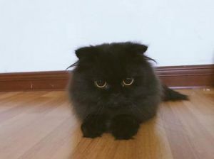 怎么确定黑猫是玄猫 家里进黑猫的真正预兆