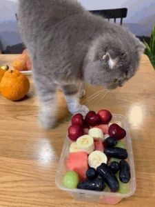 猫咪能吃的水果 猫咪眼睛红肿