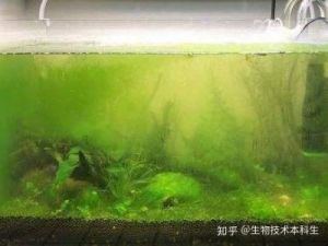 鱼缸里面长绿藻怎么样防治处理 鱼缸上的绿藻怎么去除