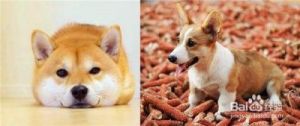 犬与狗的区别 狗和犬的区别图片