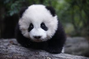 大熊猫外形 大熊猫是猫吗