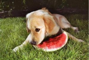 狗狗禁忌水果一览表 狗狗可以吃黄桃吗