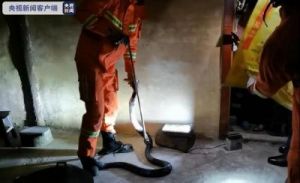 保亭消防成功捕捉10斤重眼镜王蛇，居民家中惊现大蛇，冬季仍需警惕蛇出没
