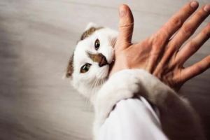 猫抱着你咬还拿脚蹬是为什么 猫咪呕吐能自愈吗
