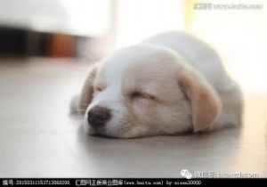 狗狗睡觉腿不自觉抽动 狗狗睡觉的时候一抖一抖的什么原因