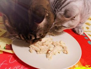 猫条人可以吃么 比较好的猫条