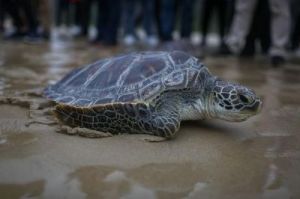 海龟的最大寿命 海龟寿命最长多少年