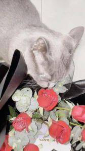 玫瑰对猫有毒吗 月季对猫有毒吗