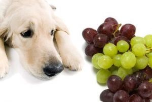12斤狗狗吃了葡萄 狗狗吃了1～2颗葡萄怎么办