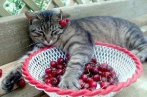 猫可以吃桃子吗 狗狗能吃桃子吗