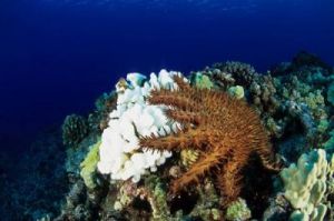 珊瑚有毒吗 海星有毒吗