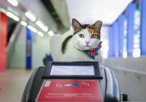 猫能上地铁吗 怎么带猫上地铁