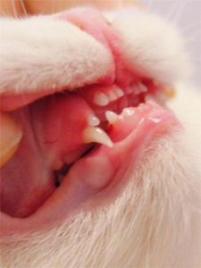 猫咪几个月换牙 猫咪牙齿年龄图对照表