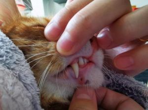 猫咪用牙齿咬人 猫咪轻轻咬你的手是什么意思