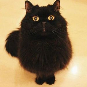 全黑猫咪什么品种 纯黑色的猫是什么品种