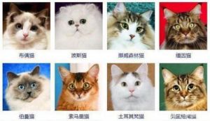 建议养的10种猫排名 银渐层属于什么品种的猫