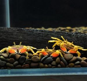 辣椒蟹的正确养法 辣椒蟹可以和鱼混养吗
