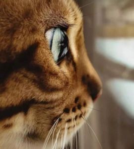 猫的视力能看多远 猫咪夜间视力