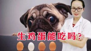 狗吃鸡蛋的好处和坏处 狗最怕三种蔬菜