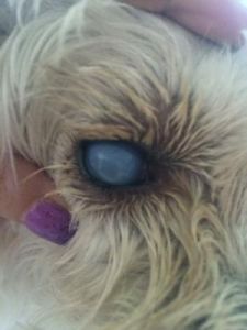 狗眼睛有白膜遮住眼球 狗狗眼睛突然出现一层白色膜怎么弄