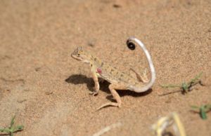 蜥蜴有毒吗 内蒙古的沙漠蜥蜴有毒吗