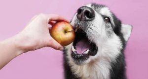 狗狗不能吃的十大水果 狗狗十大禁忌水果