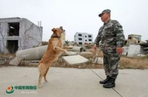 北京市朝阳区的搜救犬消防站：用生命守护生命的英雄团队