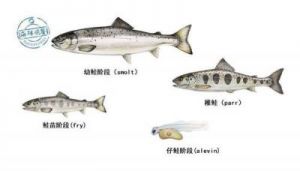 鲑鱼和三文鱼的区别 鲑鱼图片