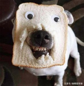 狗能吃面包吗 狗狗不能吃的20种食物