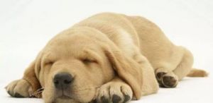 狗为什么没事就睡觉 为什么没事干就想睡觉