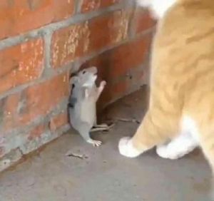 猫咪现场演绎秒抓老鼠，猫：如果抓老鼠不是为了玩那将毫无意义