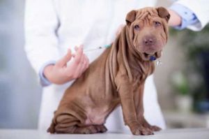 小狗第一针疫苗什么时候打最好 小狗第一针打什么