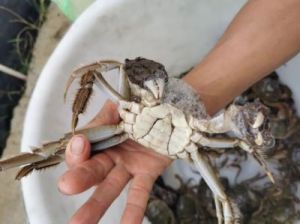 螃蟹怎么养一直不死 怎么养螃蟹