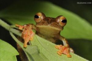 树蛙品种介绍大全 树蛙有毒吗