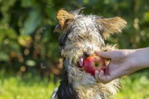 狗能吃苹果吗为什么 狗狗能吃的20种蔬菜
