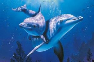 海豚的寿命 海豚寿命长不长