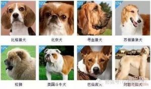 狗智商排名1至100 北京买狗哪里比较靠谱