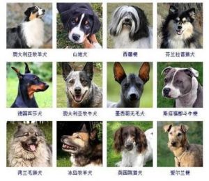 狗的品种大全 萨摩耶是哪国的狗