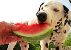 对狗狗最好的三种水果 狗能不能吃菠萝蜜