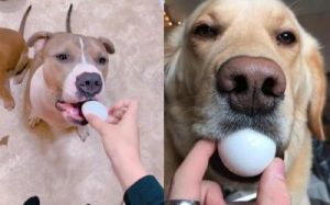 狗狗吃鸡蛋 狗狗能吃生鸡蛋吗