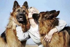 十大最佳保护主人的犬 世界十大禁养名犬