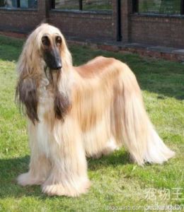 长毛大型犬品种大全 柯基是抛弃最多的狗