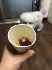 狗狗能吃油桃吗 狗能吃油桃