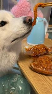 狗能吃辣条吗 狗吃辣条的图片