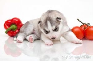 狗狗能不能吃西红柿 狗狗吃西红柿