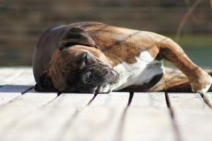 狗身体抽搐是怎么回事 狗睡觉的时候身体抽搐是为什么