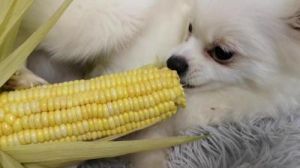 狗狗吃玉米棒子怎么办 狗狗可以吃玉米棒子吗