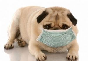 狗一直咳嗽跟卡住一样是怎么回事 一直不停咳嗽怎么回事